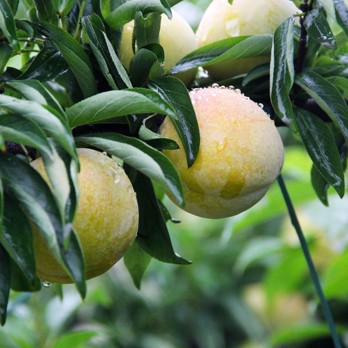 脆甜青李子秋姬李5斤陕西应季新鲜水果非脱骨李现摘10斤批发爽口带箱9