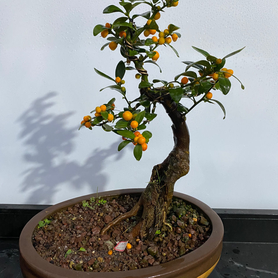 金豆盆景素材四季不落叶观果树桩老桩客厅庭院办公室桌面盆栽金豆小桩