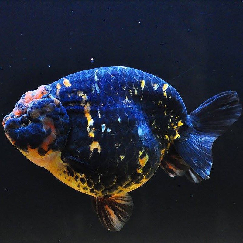 kjhgf新手养鱼淡水蓝瘦金鱼兰寿金鱼精品赛级富贵鱼观赏鱼蓝兽金鱼