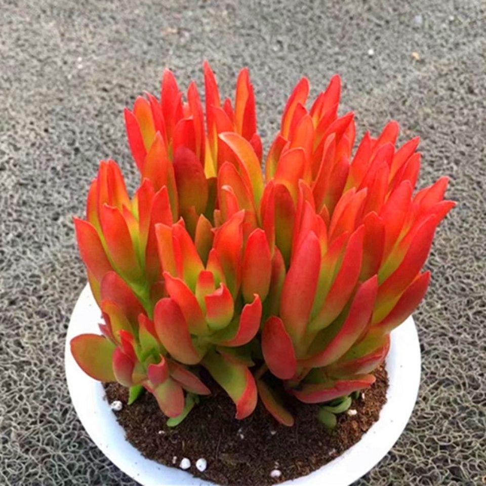 火祭多肉植物紫蝶勞倫斯紅葉祭多頭群生小老樁花卉綠植盆栽植物v3火祭