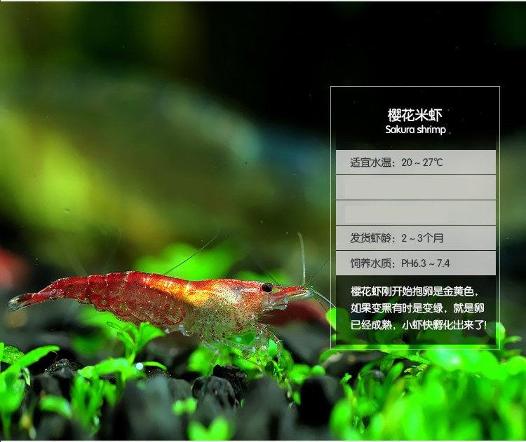云峰海瑞 黑壳虾清洁虾鱼缸观赏虾活体虾鱼缸工具虾除藻樱花虾 活虾
