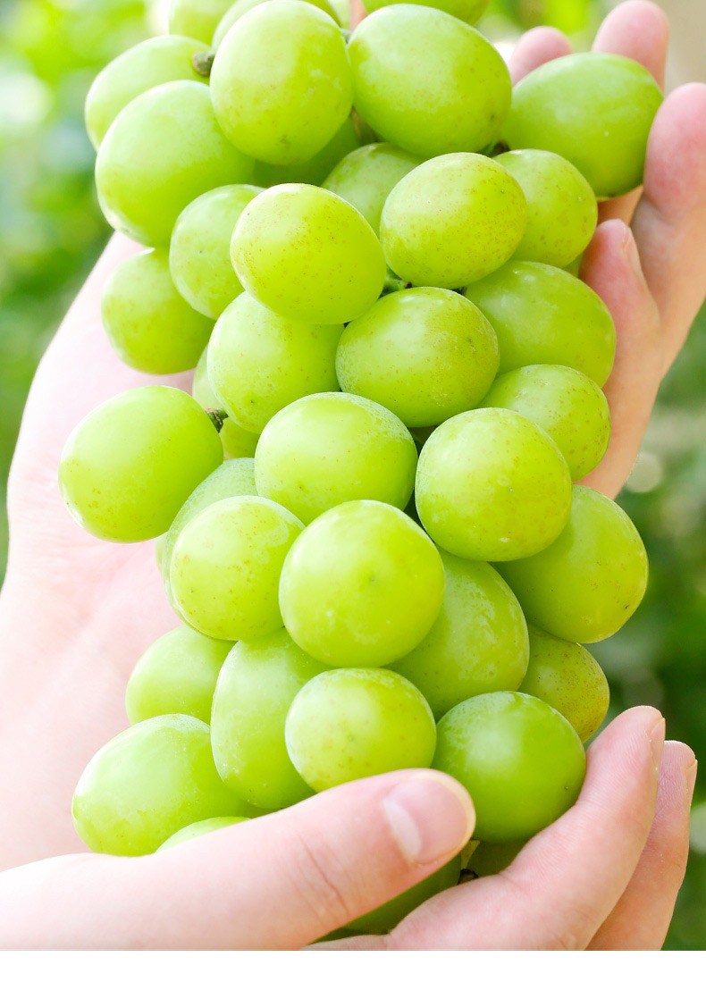 阳光玫瑰晴王葡萄日本引进品种香印青提无籽提子 当季水果礼盒装