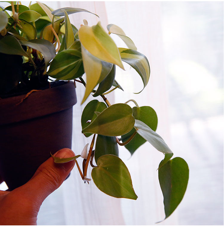 杏叶藤斑叶花叶心叶藤绿萝室内常绿叶易养活吸甲醛辐射吊兰植物 杏叶