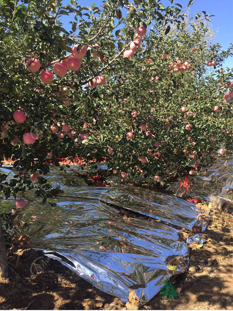 农用果树反光膜地葡萄专用水果增色双面大棚温室增温果园地膜 宽1米长