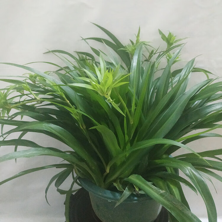 金边吊兰盆栽吊兰金边垂吊盆栽卧室好养活花卉绿植青叶吊兰大盆20cm