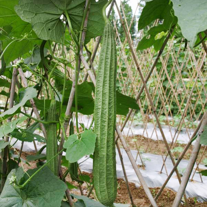 丝瓜种子 八棱角丝瓜皮薄特嫩肉厚蔬菜籽 珍品1号棱丝瓜原装5克