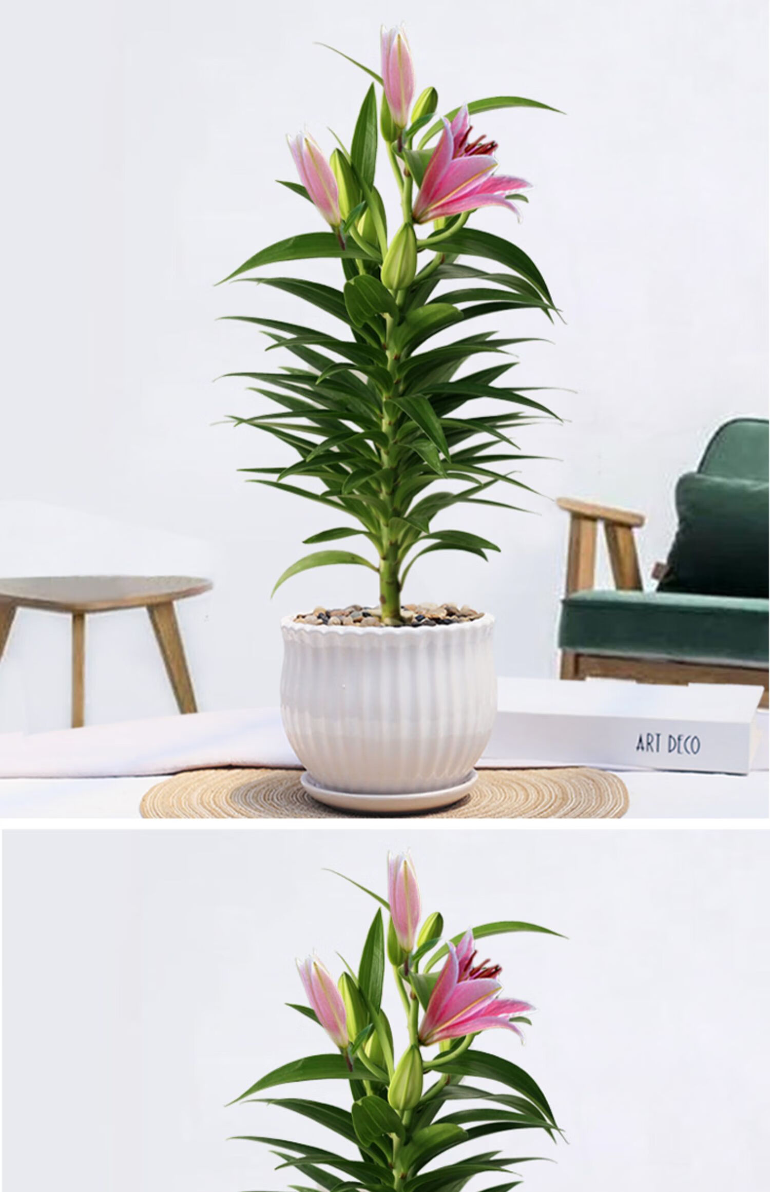 【青意萱】青意萱百合花盆栽香水百合鲜花室内阳台开花植物办公室四季