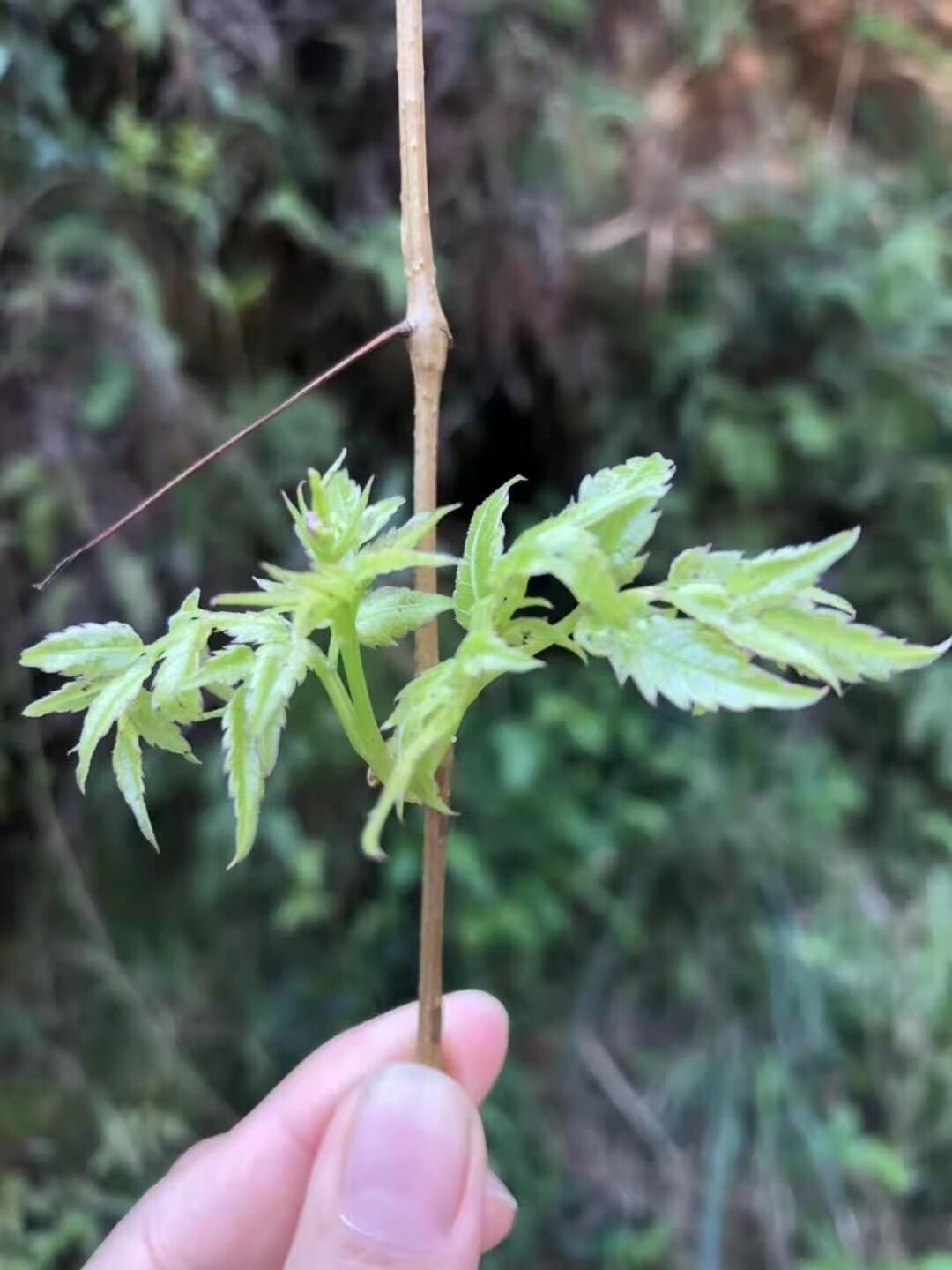莓茶藤茶福建特级野生嫩芽嫩叶藤茶溪黄茶草苦甘露茶雪茶500g 头茬