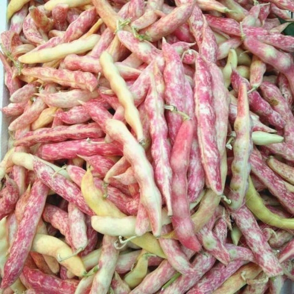 新鲜东北纯弯钩黄豆角,黄金钩,鼓豆豆角 现摘现发 坏果包赔 三斤装弯