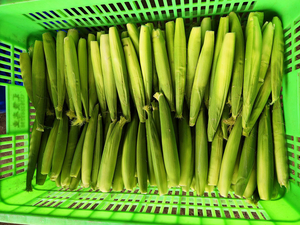 新鲜现摘甜玉米笋迷你小玉米笋水果玉米笋新鲜沙拉菜蔬菜食材3斤装