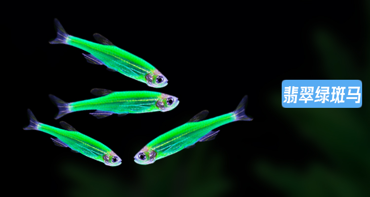 红蓝荧光斑马鱼热带观赏鱼小型孔雀玛丽米奇鱼苗好养耐活淡水活体