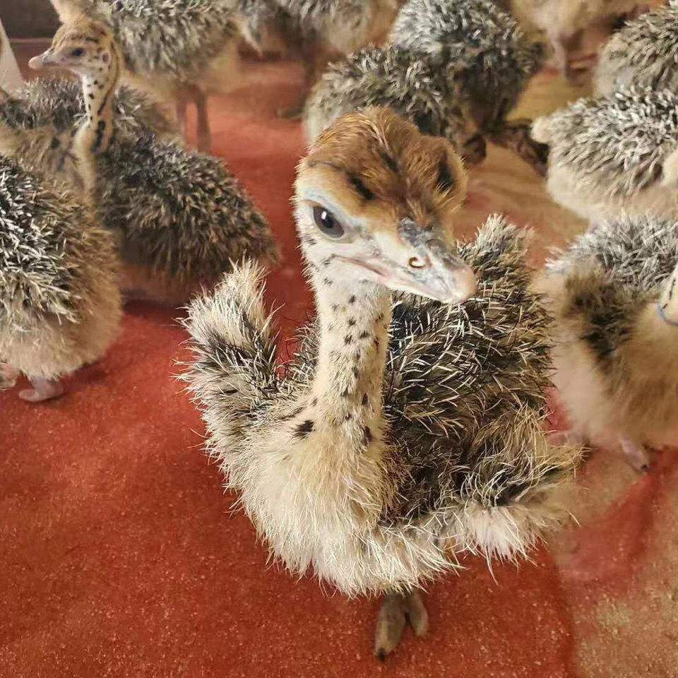 鸵鸟活苗 大型非洲鸵鸟苗澳洲活苗幼苗幼崽鸸鹋小鸵鸟幼苗成年鸵鸟一