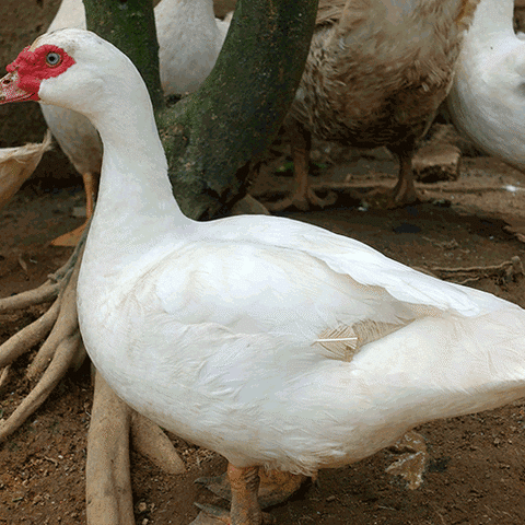 农家红脸番鸭散养土鸭子飞鸭清水鸭谷饲鸭新鲜生鸭肉活体宰杀1年母