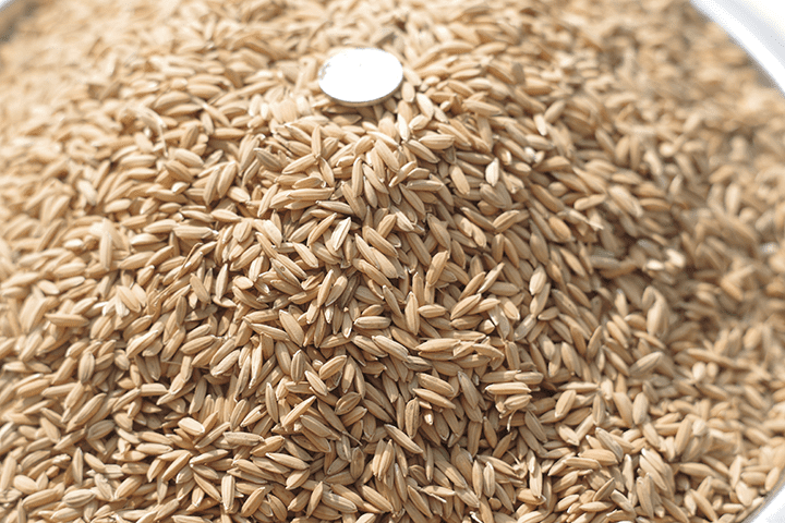 农家鸡鸭食稻谷喂鸡谷子带壳水稻鸟食鸽饲料鸡稻子粮食仓鼠粮大粒谷3