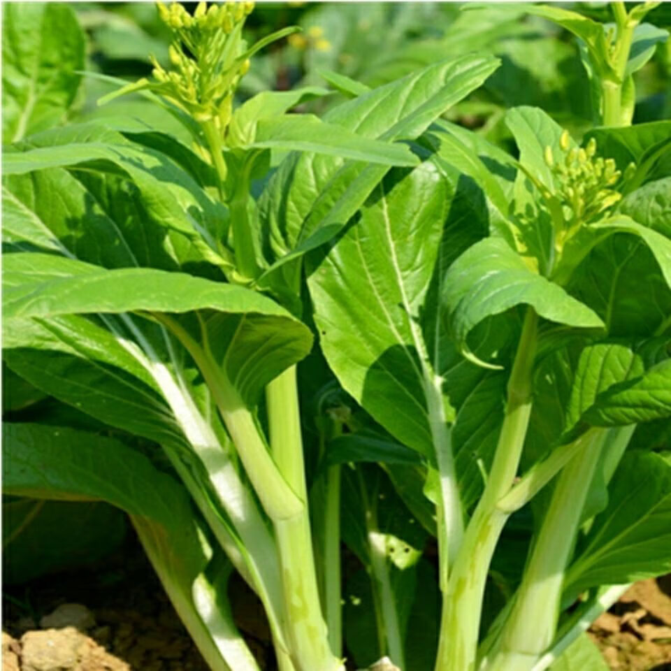 【精选现发】多子多福甜菜心多枝多芽菜心广东菜芯菜苔籽清甜蔬菜四季
