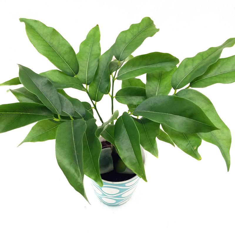 开心果小盆栽又名必思答绿仁果室内阳台趣味耐养桌上花卉绿植 开心果