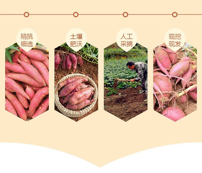 板栗红薯白心地瓜爆皮王红薯白瓢红薯沙地红薯粉糯香甜爆粉王5斤中果