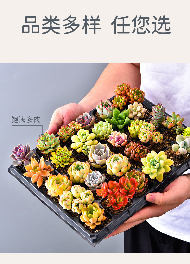 玉露花卉肉肉花盆套装室内大颗好养q 随机10颗多肉 不含盆【图片 价格