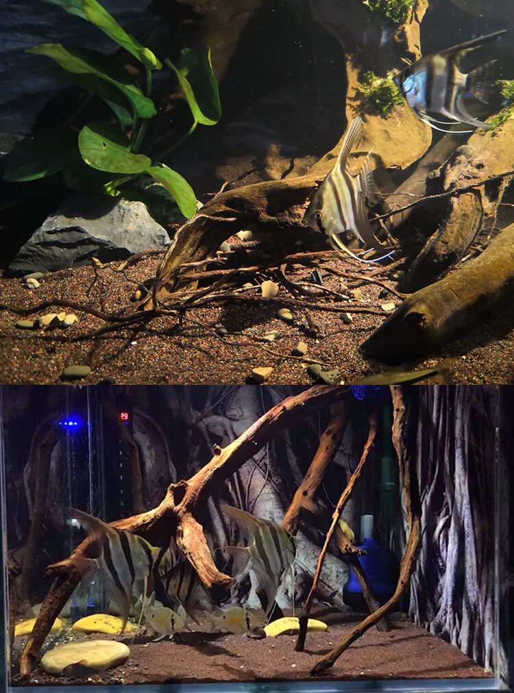 热带雨林沙鼠鱼沙鱼缸造景沙埃及七彩雷龙底砂化妆沙太行红石榴沙 5斤