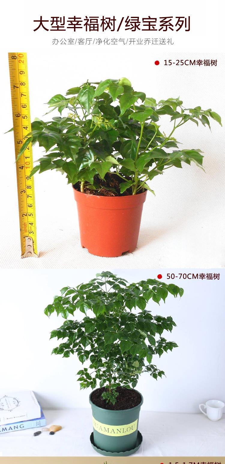 綠寶盆栽植物室內大型綠植客廳盆栽小型樹苗綠寶四季長青辦公室內客廳