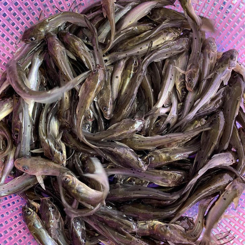 cmcm斑点叉尾鮰鱼苗班点梭边鱼钳鱼鲶鱼科淡水好养殖食用耐活本地 叉