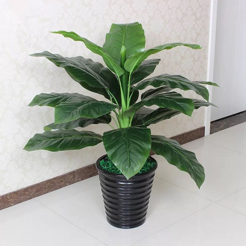 绿巨人黑美人大叶植物室内盆栽四季青观叶耐阴盆栽绿植好养易活 绿