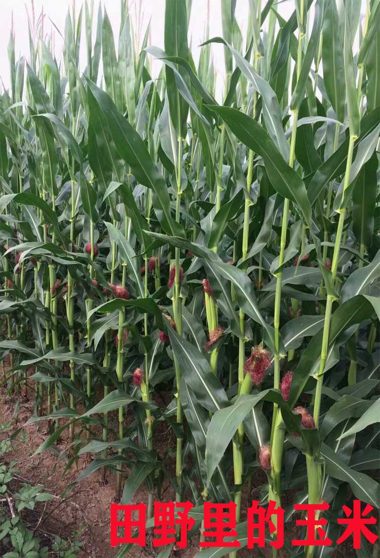 玉米苗种子种苗幼苗超甜黄糯彩糯菠萝小玉米四季阳台庭院田园草莓小