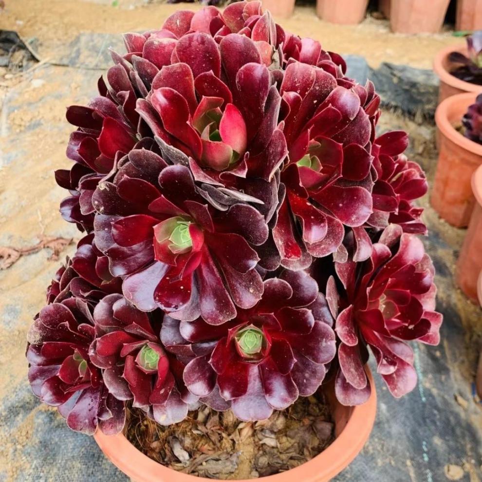 多肉植物超大法师多头花卉花盆栽精品套餐园艺盆栽 娜迦女王10头以上