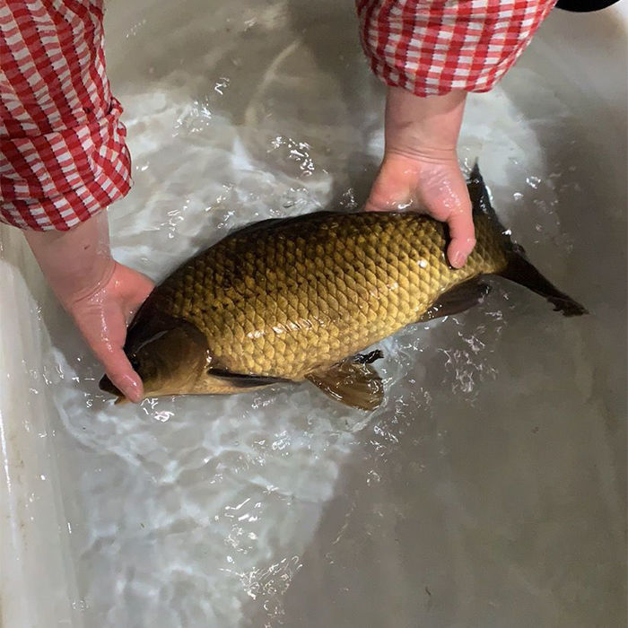 lism千岛湖鲫鱼正宗鲜活活体炖汤儿童老人淡水鱼整条 3斤 千岛湖正宗