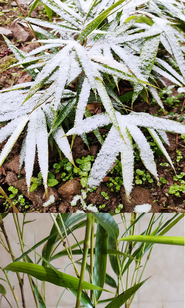 云南名贵筇竹算盘竹四网红竹簕竹苗室内外绿植物观叶盆景耐寒盆栽