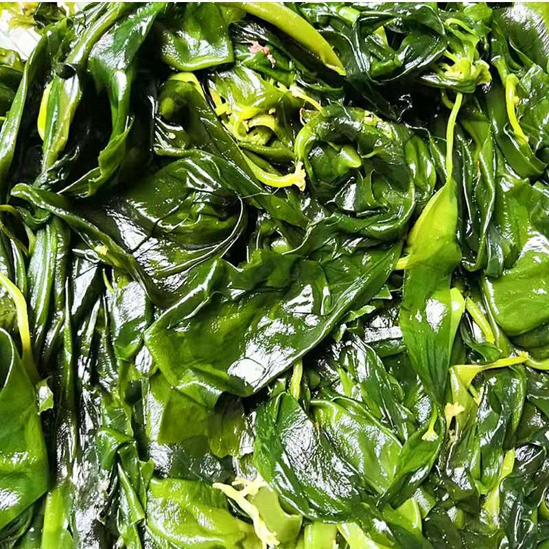 海带苗嫩新鲜食用霞浦海带嫩芽薄火锅食材小海带苗1斤【图片 价格