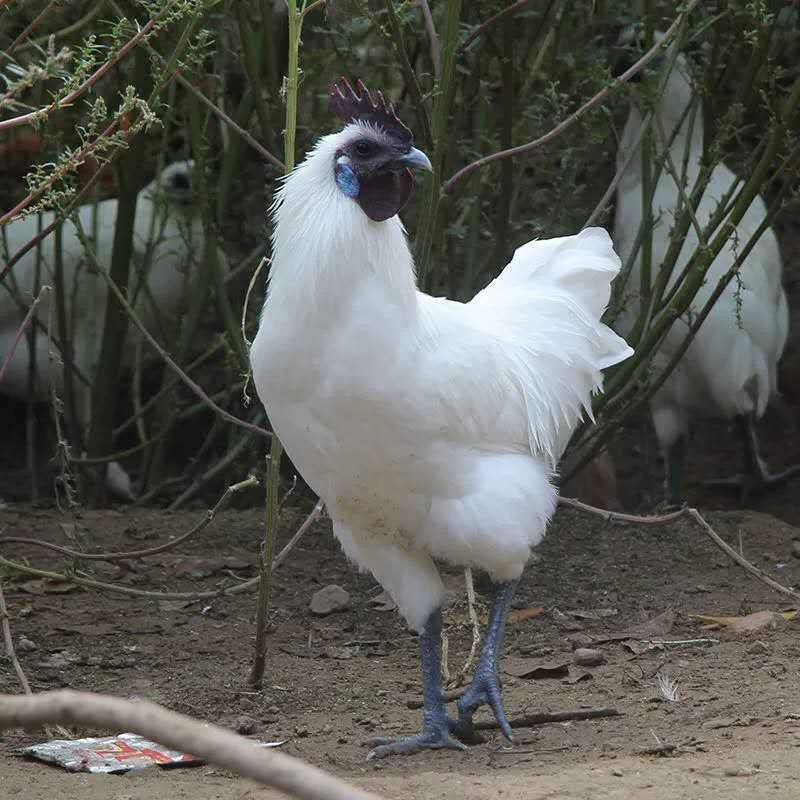 散养乌鸡老母鸡土鸡公鸡草鸡笨鸡整鸡乌骨鸡农村笨鸡 乌鸡2只装(3.