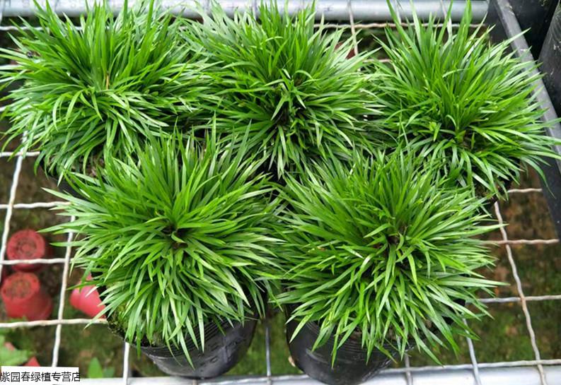 盆景野生石菖蒲水培提根老桩小叶雀舌皱皮黄杨 2颗苔藓球小叶赤楠植物