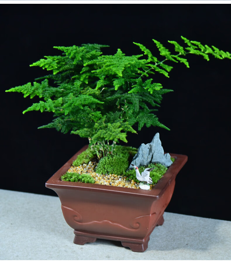 唐山云竹盆景文竹盆栽室内中式居家客厅办公桌面植物四季常青绿植