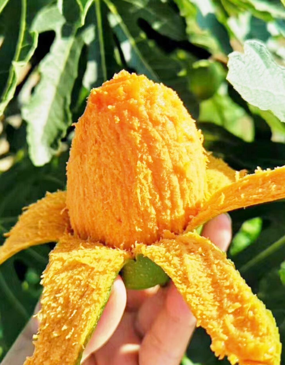 攀枝花椰香芒果新鲜大椰香小青芒果椰香芒攀研2号 【大椰香】改良品种