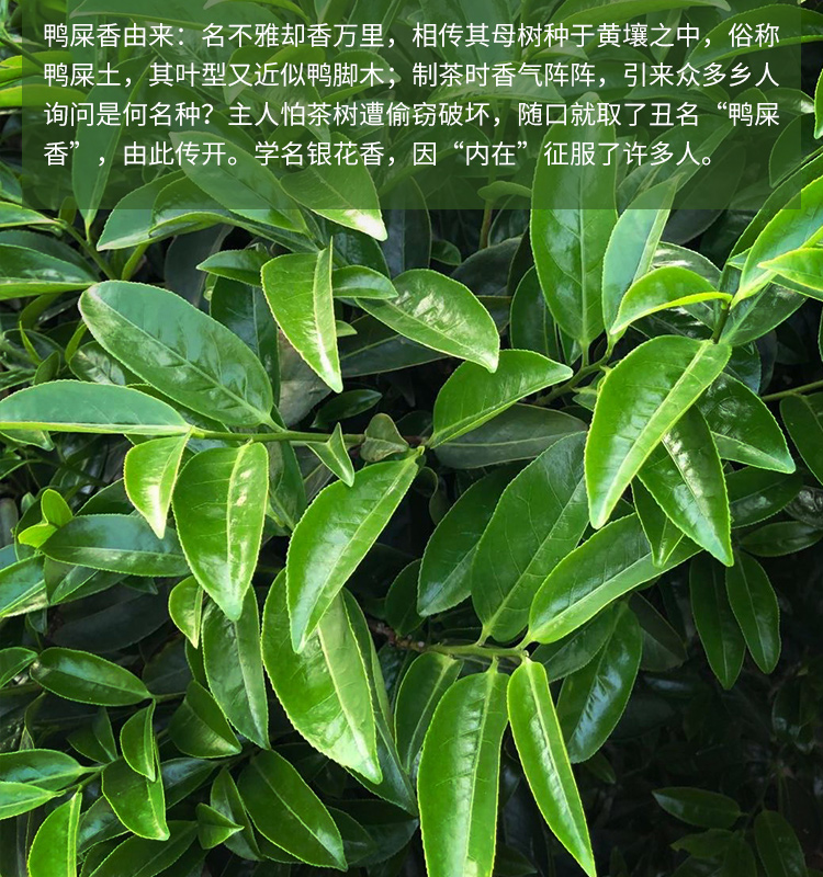 乌岽单丛春茶潮州清香型乌龙茶500g 罐装(一斤/半斤) 500g【图片 价格