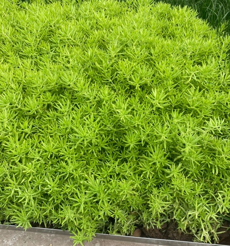屋顶绿化常用植物图片