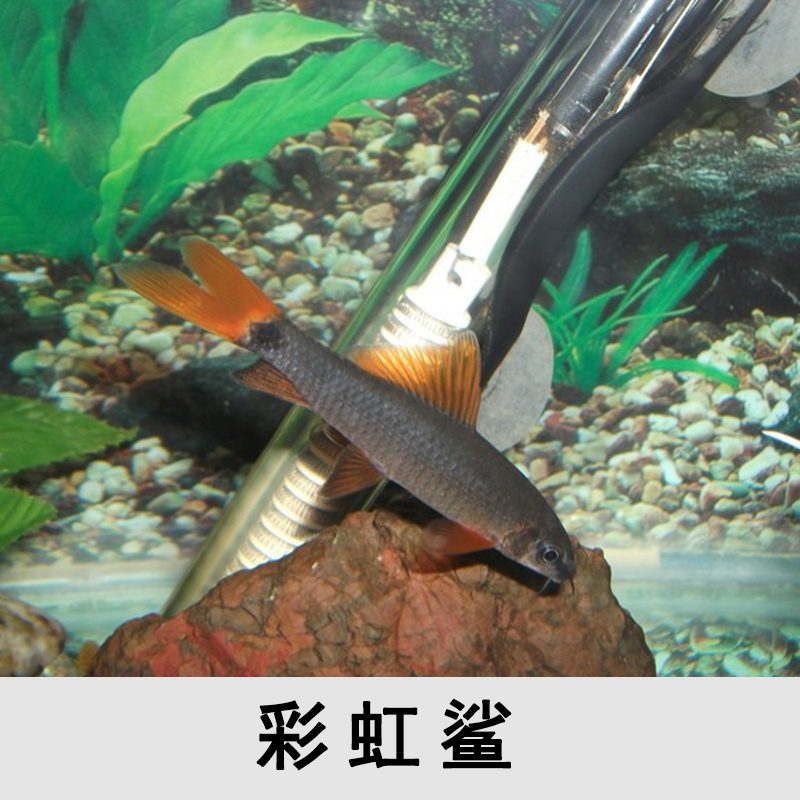 kjhgf銀鯊 彩虹鯊 粉紅鯊 小鯊魚 觀賞鯊熱帶觀賞魚工具魚活體 粉紅鯊