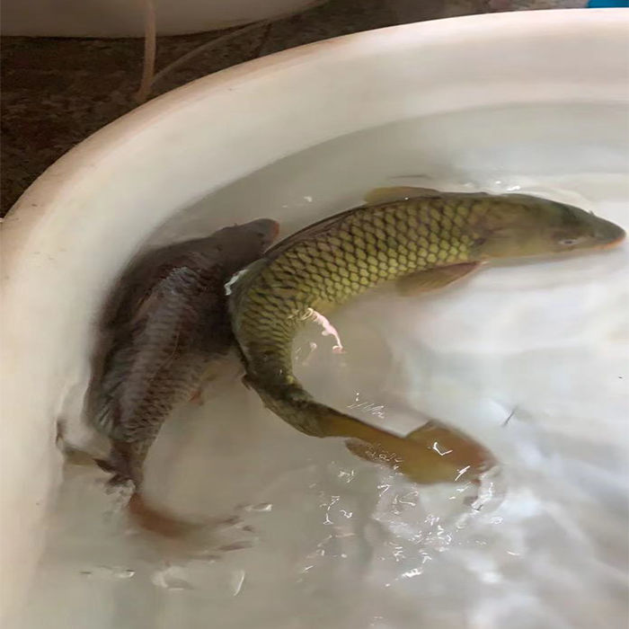 lism千岛湖正宗青鲤鱼鲜活大鲤鱼冷水现杀原生态无刺鱼肉活体生物4斤