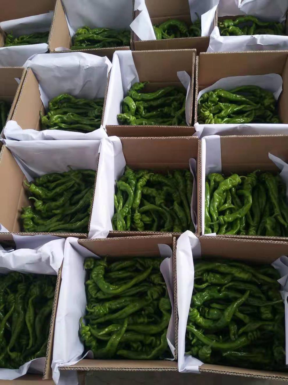 新鲜螺丝椒薄皮青椒香辣特辣农家自种皱皮辣菜5斤螺丝椒