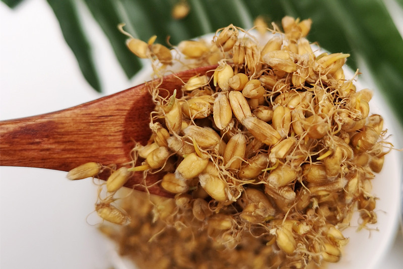 硒麦芽天然有机麦芽硒晒麦芽硒麦芽五味子粉茶500g伊梵麦