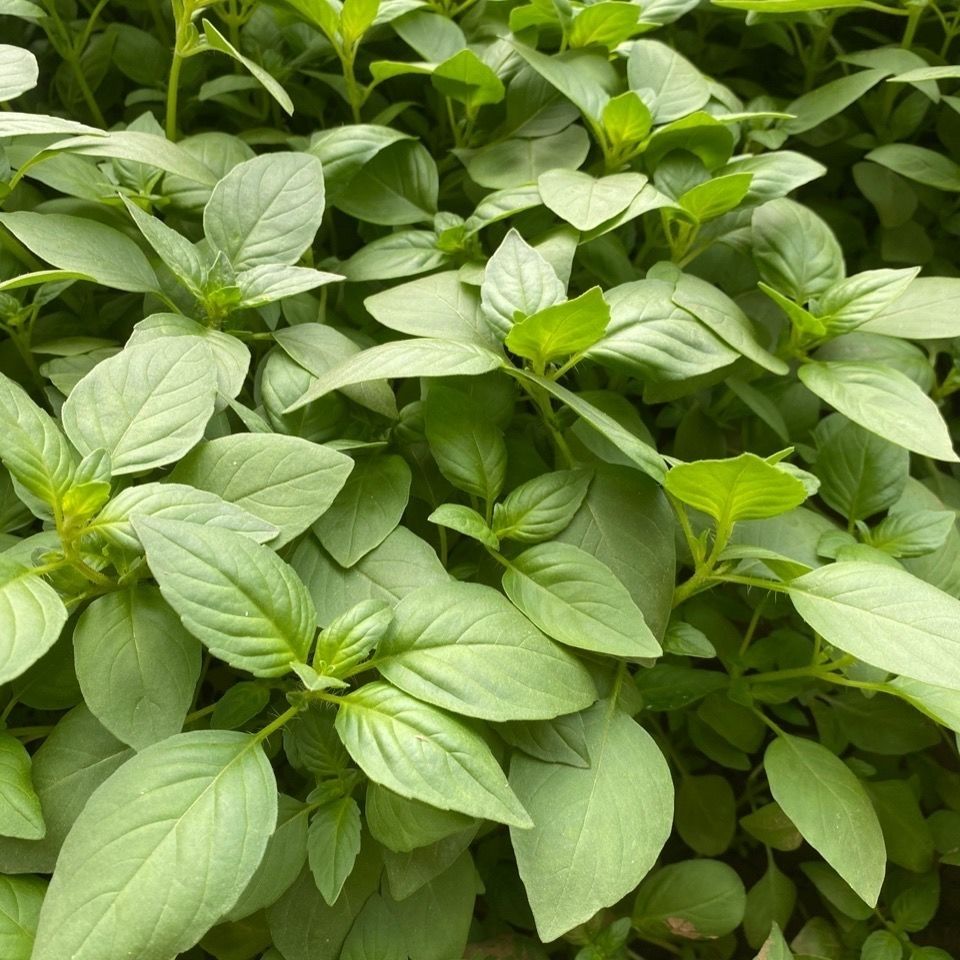 荊芥菜新鮮蔬菜大葉荊芥菜調味菜河南荊芥菜帶根荊芥菜荊菜現挖新鮮荊