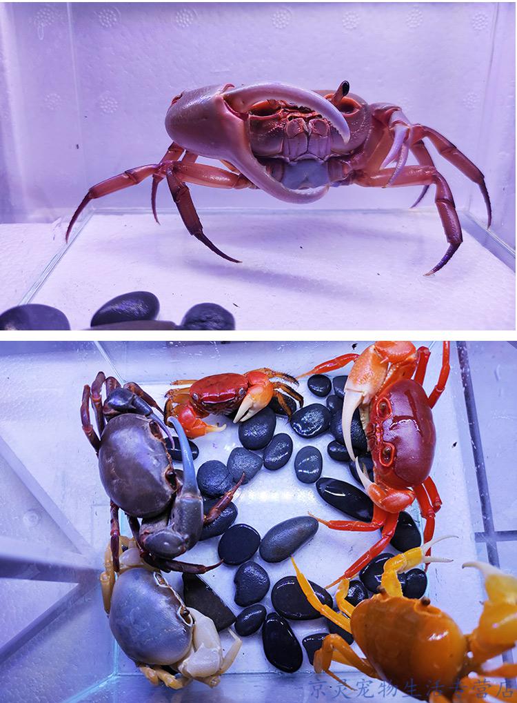 搭啵兔迷你可以养的小螃蟹水族箱爬行小动物家养鱼缸观赏可爱宠物淡水