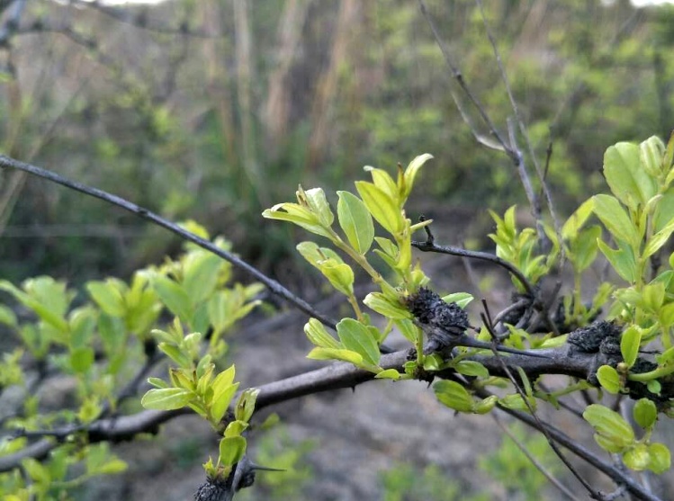 酸棗芽茶野生酸棗芽茶山東酸棗葉茶酸棗仁葉子嫩芽特級新茶茶葉茶