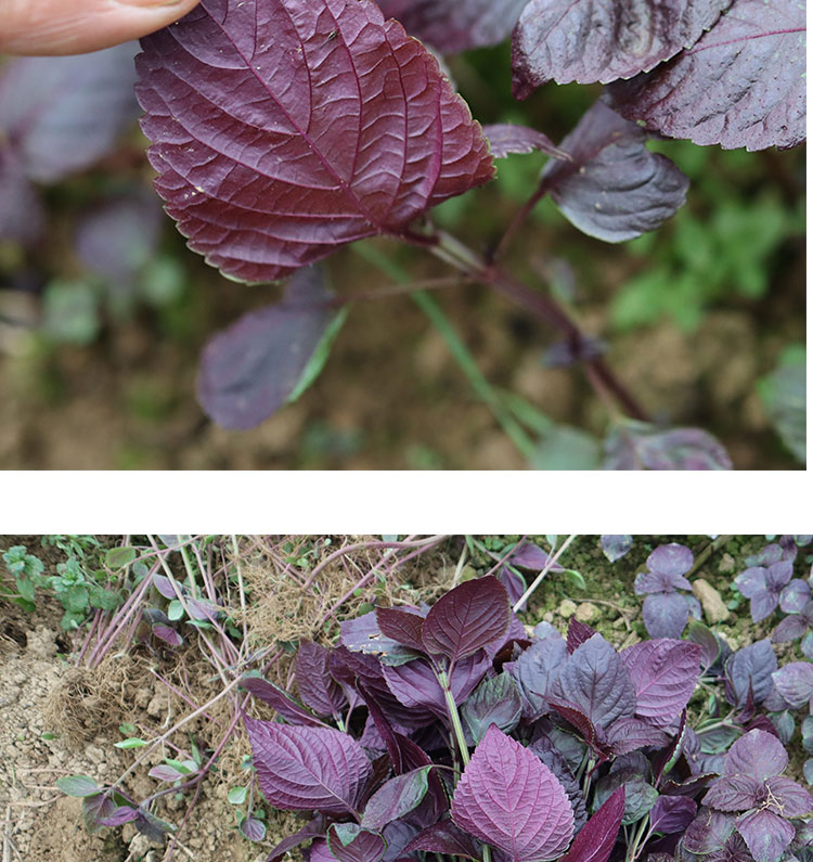 姜芮紫蘇苗湖南嶽陽本地雙面紫蘇新鮮可食用紫蘇葉種植苗種栽30棵