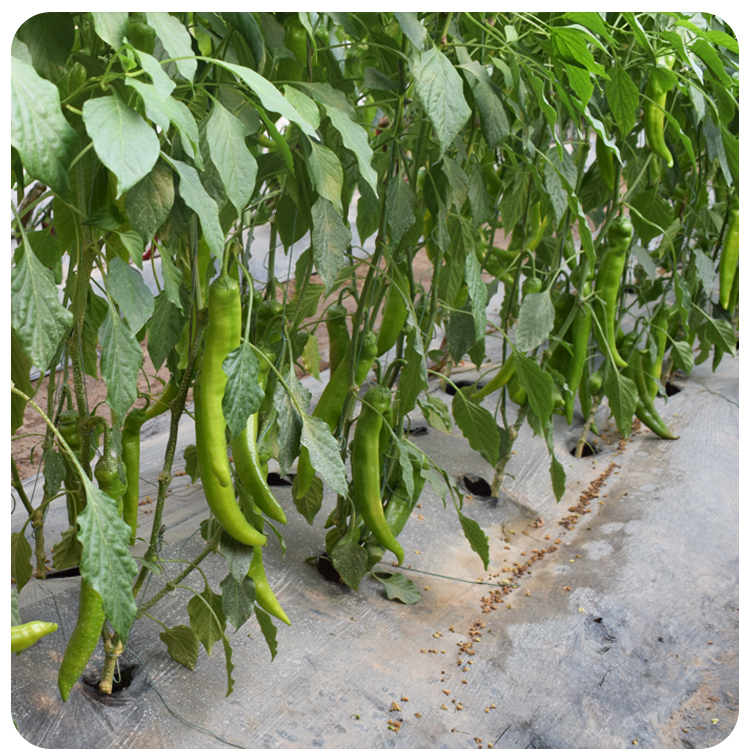 杭椒6/1 号种籽辣椒种子早熟春季四季盆栽微辣特辣蔬菜苗秧幼苗孑