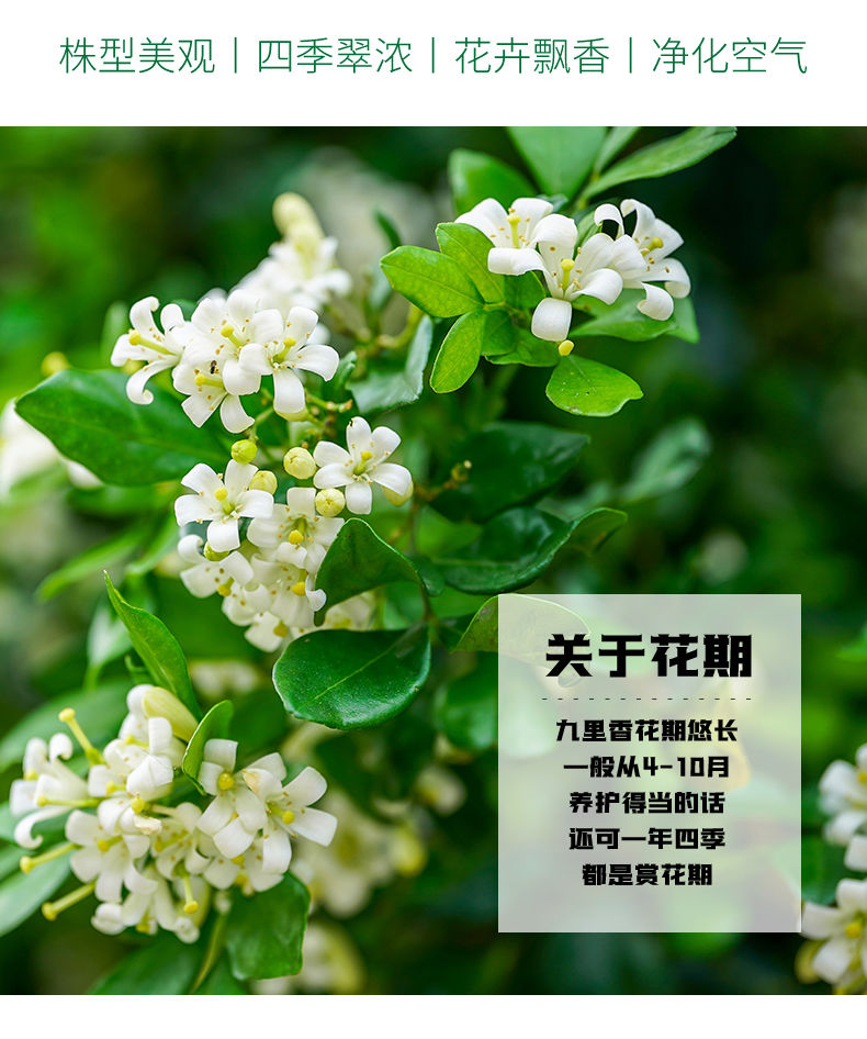 九里香盆栽浓香四季开花老桩室内阳台绿植七里香植物花卉盆景融暖