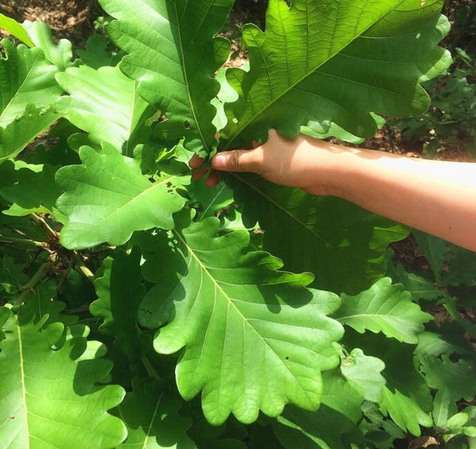 新鮮粽葉採摘粽子葉端午節用槲葉菠蘿柞樹葉玻璃葉50