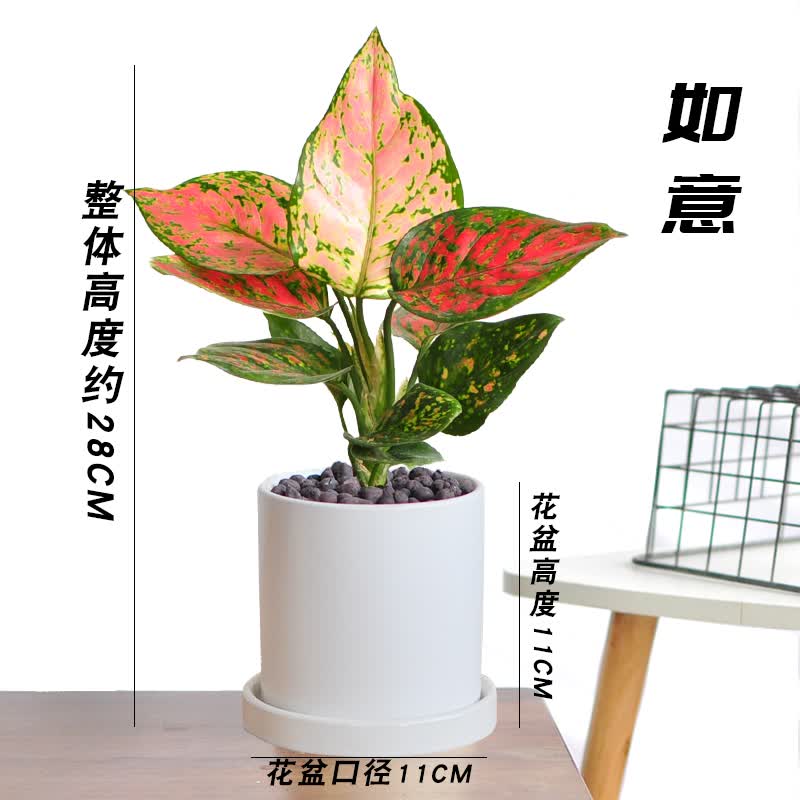 吉利红万年青室内水培好养如意皇后盆栽花稀有中国红植物盆景花叶四季