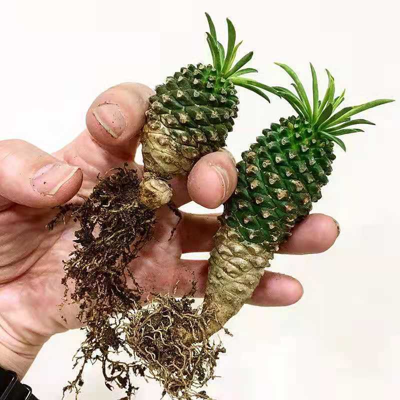 铁甲麒麟峨眉山大戟科块根多肉绿植保护眼睛绿植麦桑荷单头峨眉山2cm